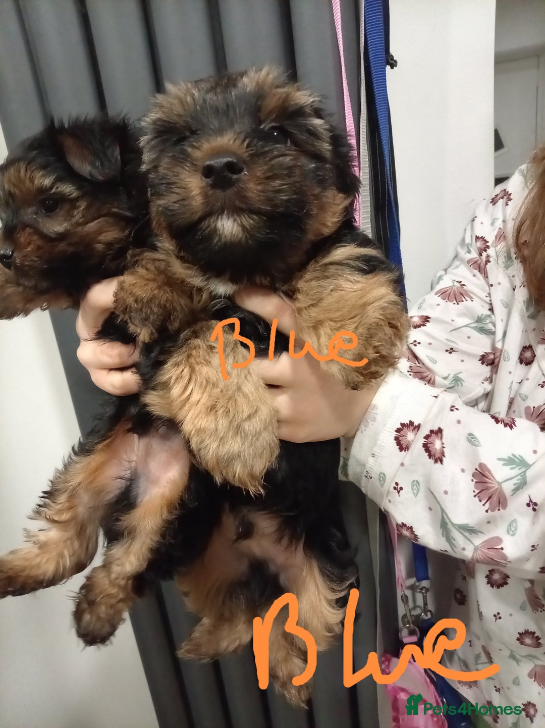 Chorkie dogs for sale: Two amazing Yorkie boys - Advert 3