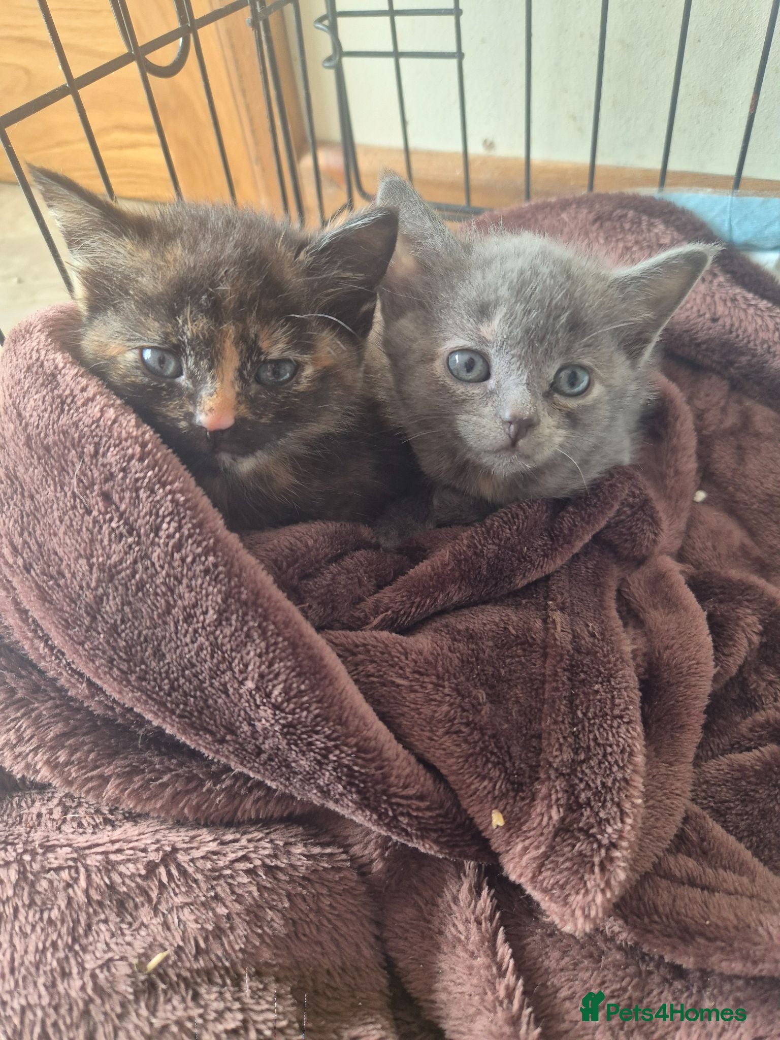 Mixed Breed cats Three female kittens - Advert 9