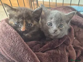 Mixed Breed cats Three female kittens - Advert 9