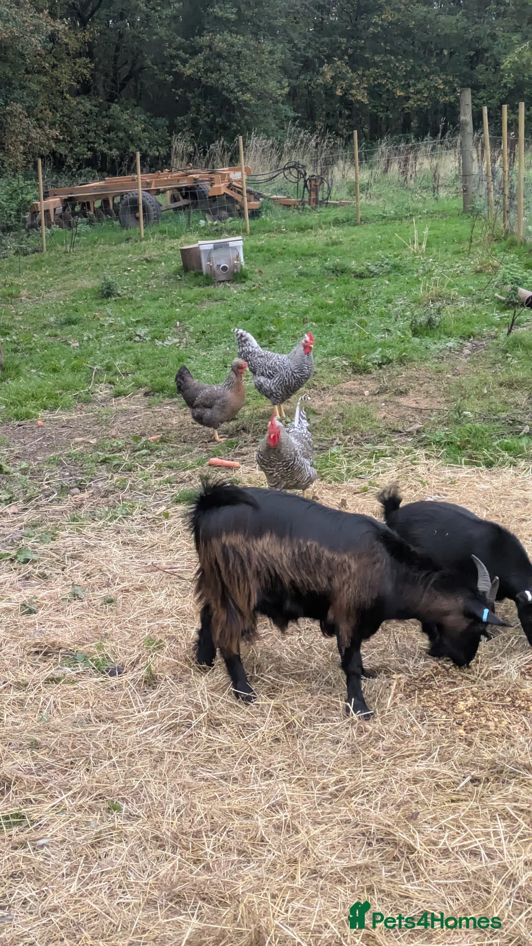 Goats livestock for sale: Pygmy Goats. Beautiful colours  - Advert 4