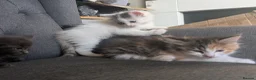 Maine Coon cats for sale: Maine coon x Ragdoll kittens - Advert 12