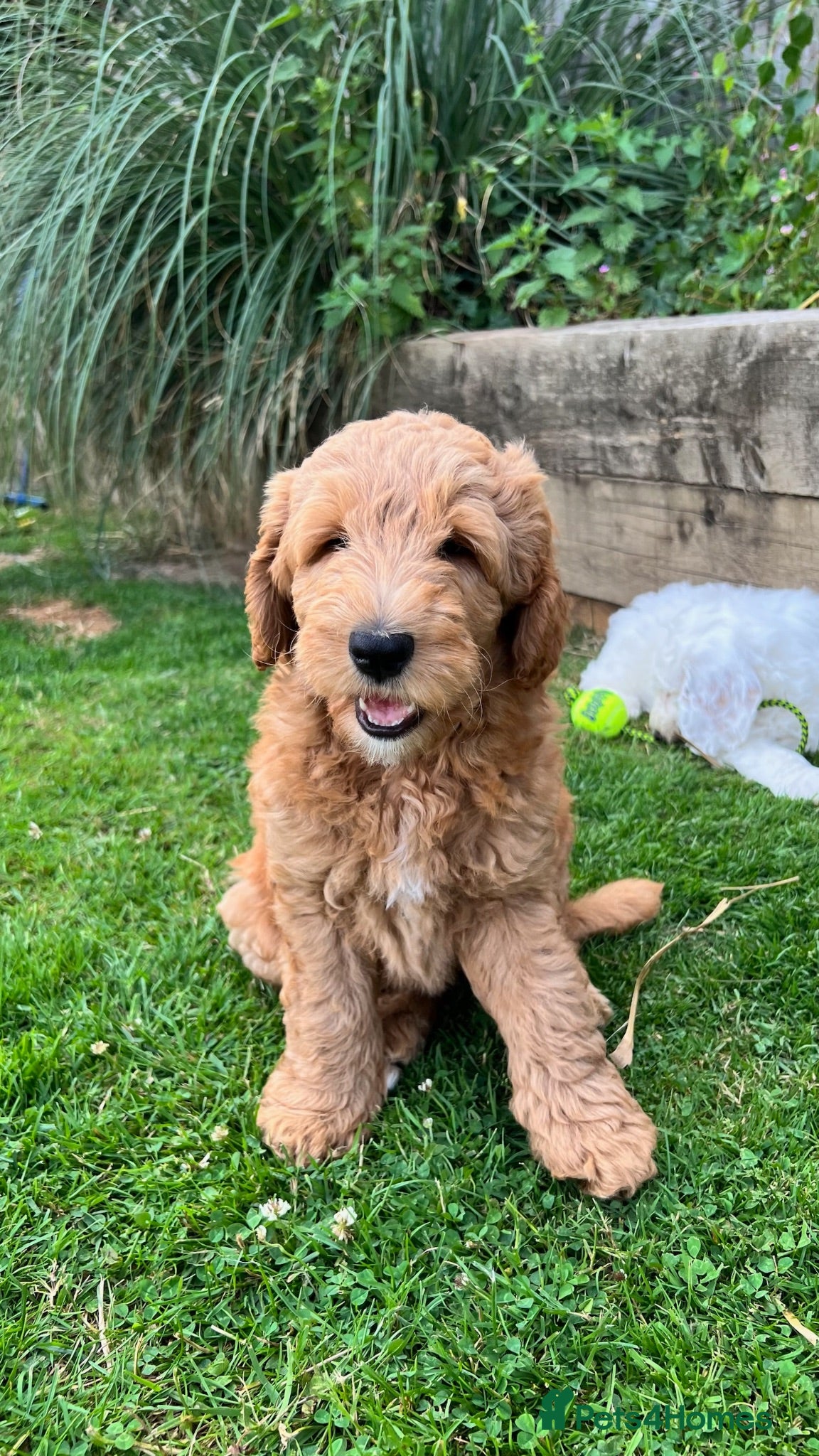 Australian Labradoodle dogs Australian Labradoodle Puppies, Ready to leave - Advert 1