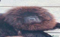Chow Chow dogs for sale: Stunning black male chow chow - Image 2