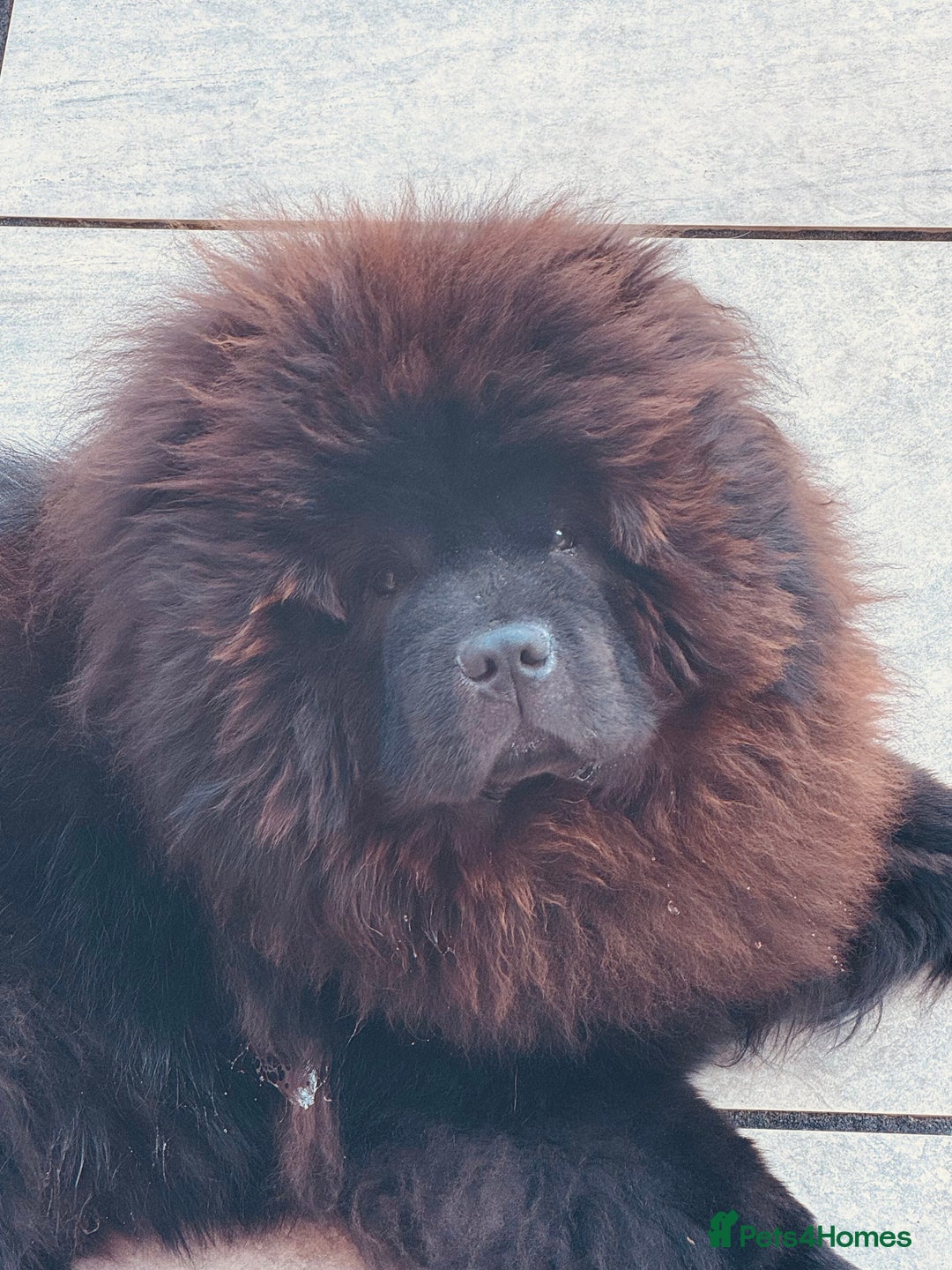 Chow Chow dogs for sale: Stunning black male chow chow - Image 2