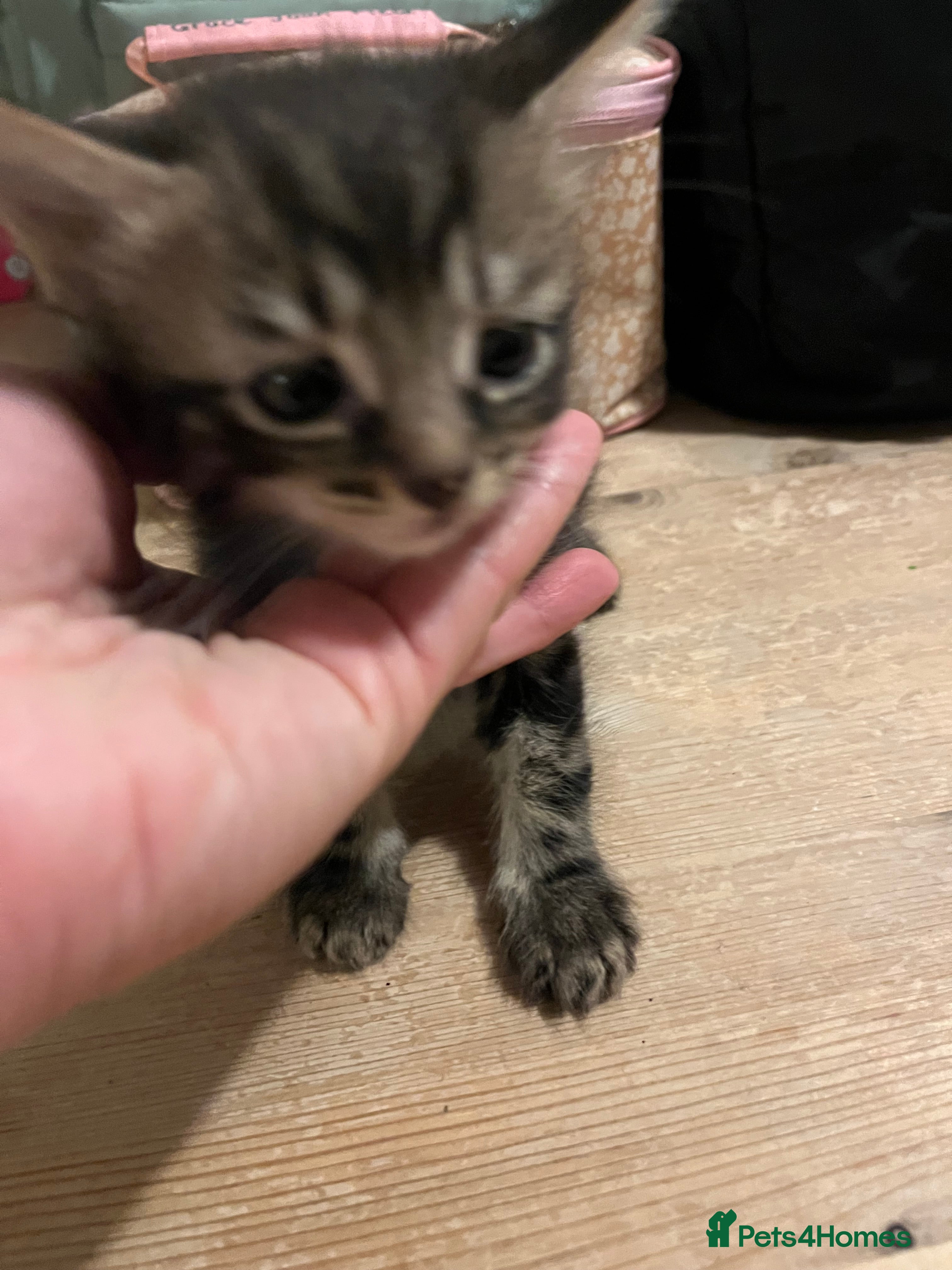 Mixed Breed cats One female tabby kitten left  - Advert 1