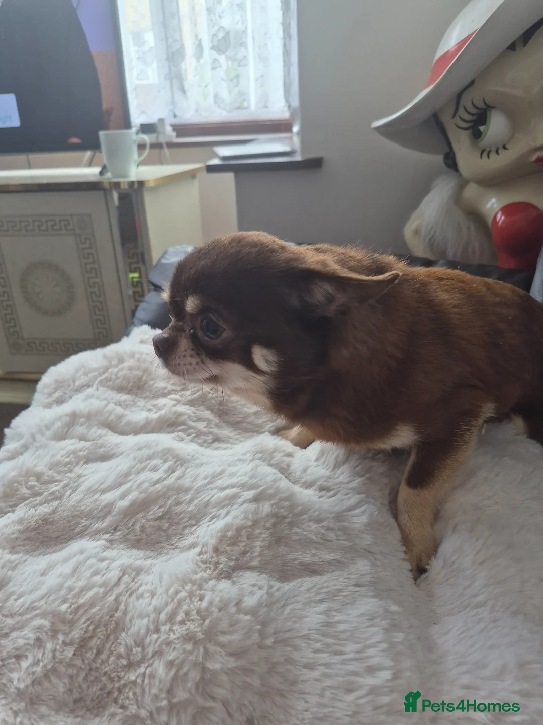 Chihuahua dogs for sale: Beautiful Full Pedigree Chihuahuas - Advert 14