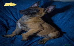 Belgian Shepherd Dog dogs for sale: Malinois puppies. Mother FCI/Father working dog - Image 3
