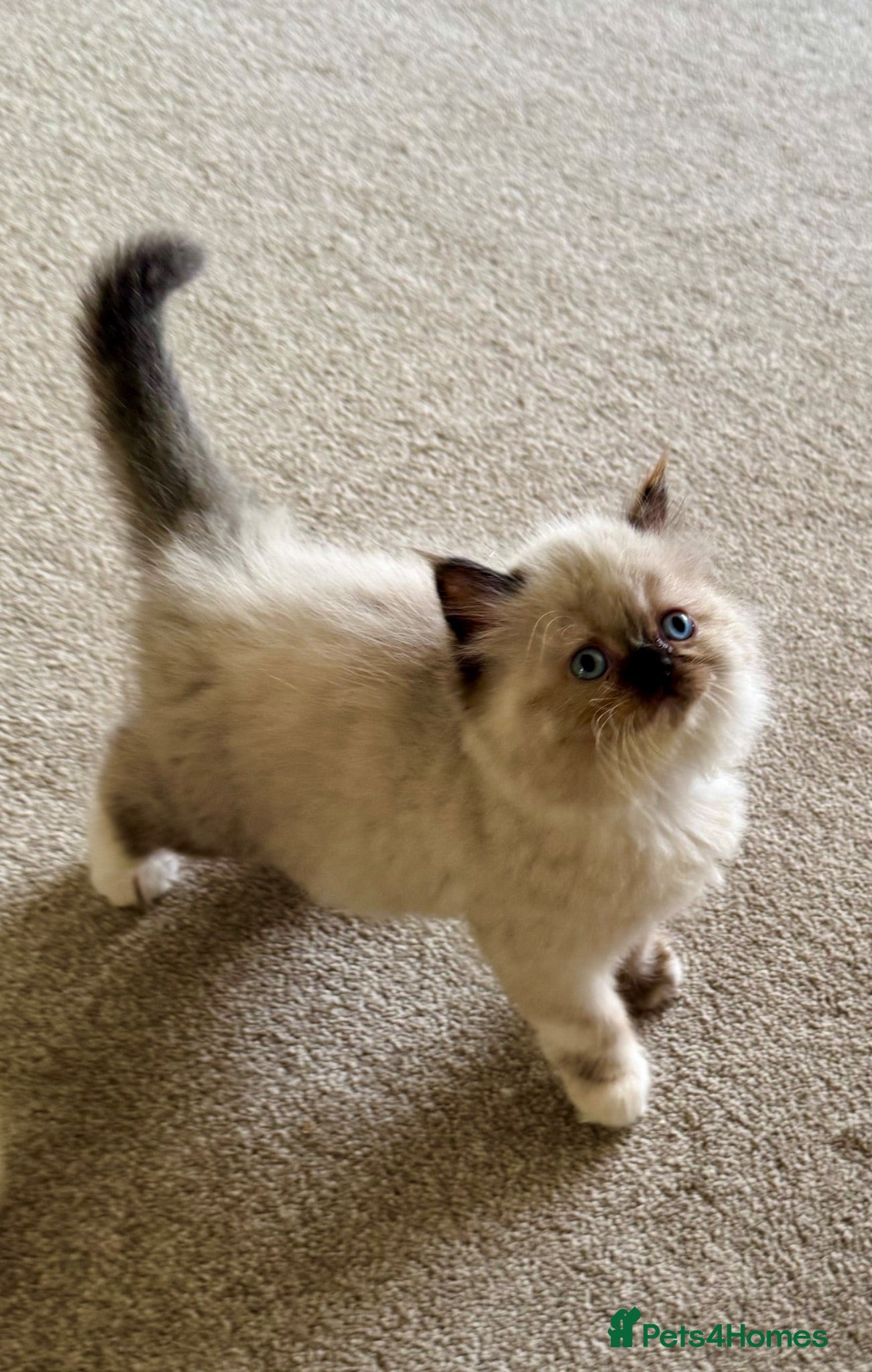 Persian cats Stunning Persian kittens  - Advert 20