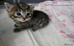 European cats for sale: 4 beautiful kittens looking for the New 🤎 home  - Image 15