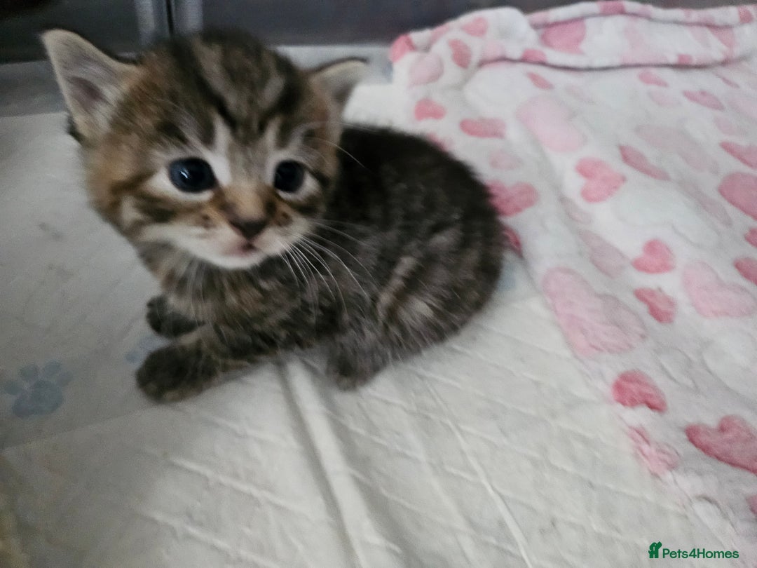 European cats for sale: 4 beautiful kittens looking for the New 🤎 home  - Image 15