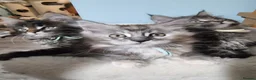 Maine Coon cats for sale: Pedigree GCCF Registered Maine Coon Kittens - Advert 8