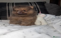 Pomeranian dogs for sale: 🧸⭐️. EXTRA SPECIAL POMERANIAN BEARS ⭐️🧸 - Advert 1