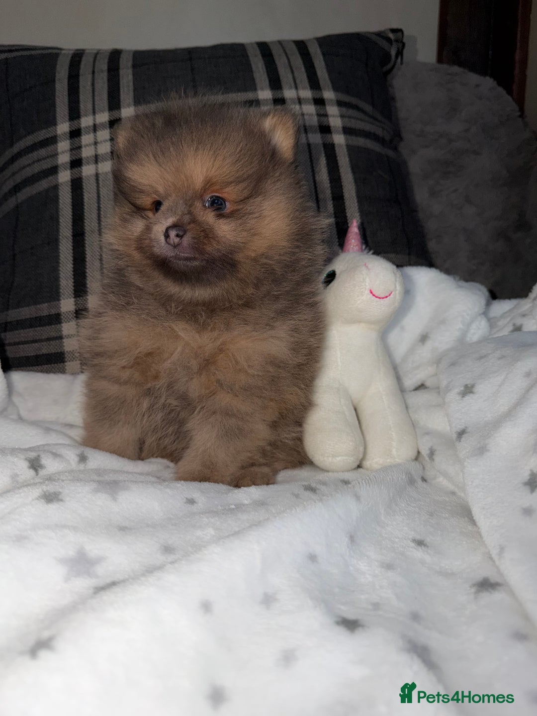 Pomeranian dogs for sale: 🧸⭐️. EXTRA SPECIAL POMERANIAN BEARS ⭐️🧸 - Advert 1