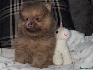 Pomeranian dogs 🧸⭐️. EXTRA SPECIAL POMERANIAN BEARS ⭐️🧸 - Advert 7