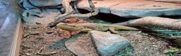 Bearded Dragon reptiles for sale: 2x female bearded dragons plus vivariums - Advert 3