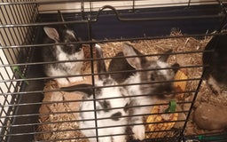 Rex rabbits for sale: 8 week old half mini lop half mini rex - Image 1
