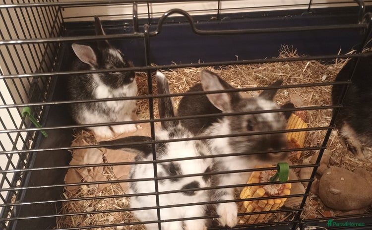 Rex rabbits - Advert 1