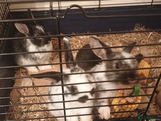 Rex rabbits - Advert 5