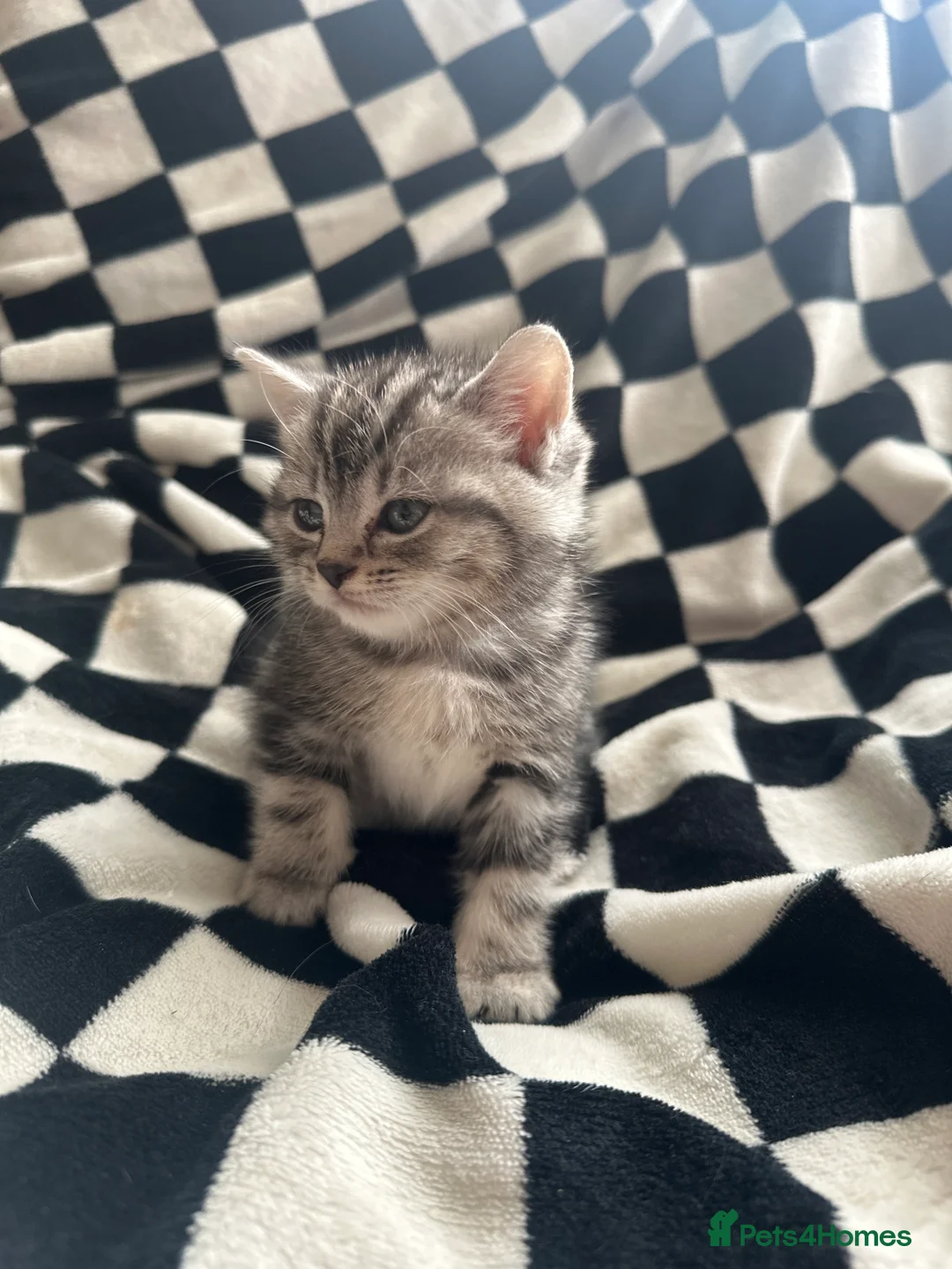 British Shorthair cats for sale: British shorthair x tabby - Advert 2