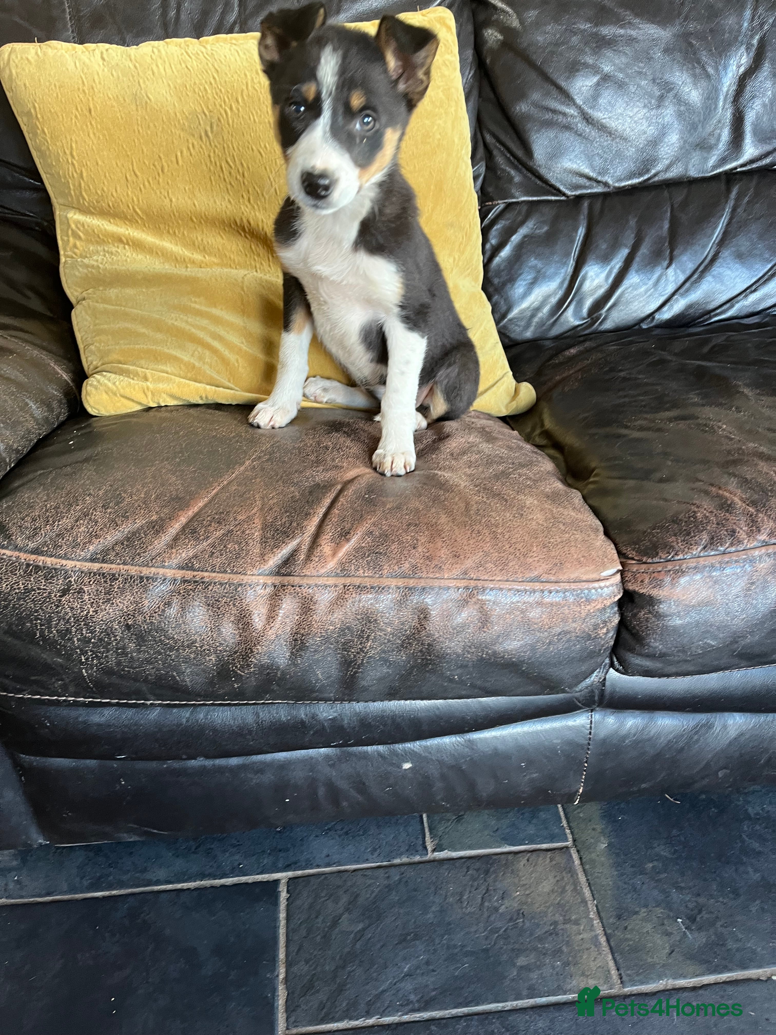 Border Collie dogs Border Collie Pups - Advert 2