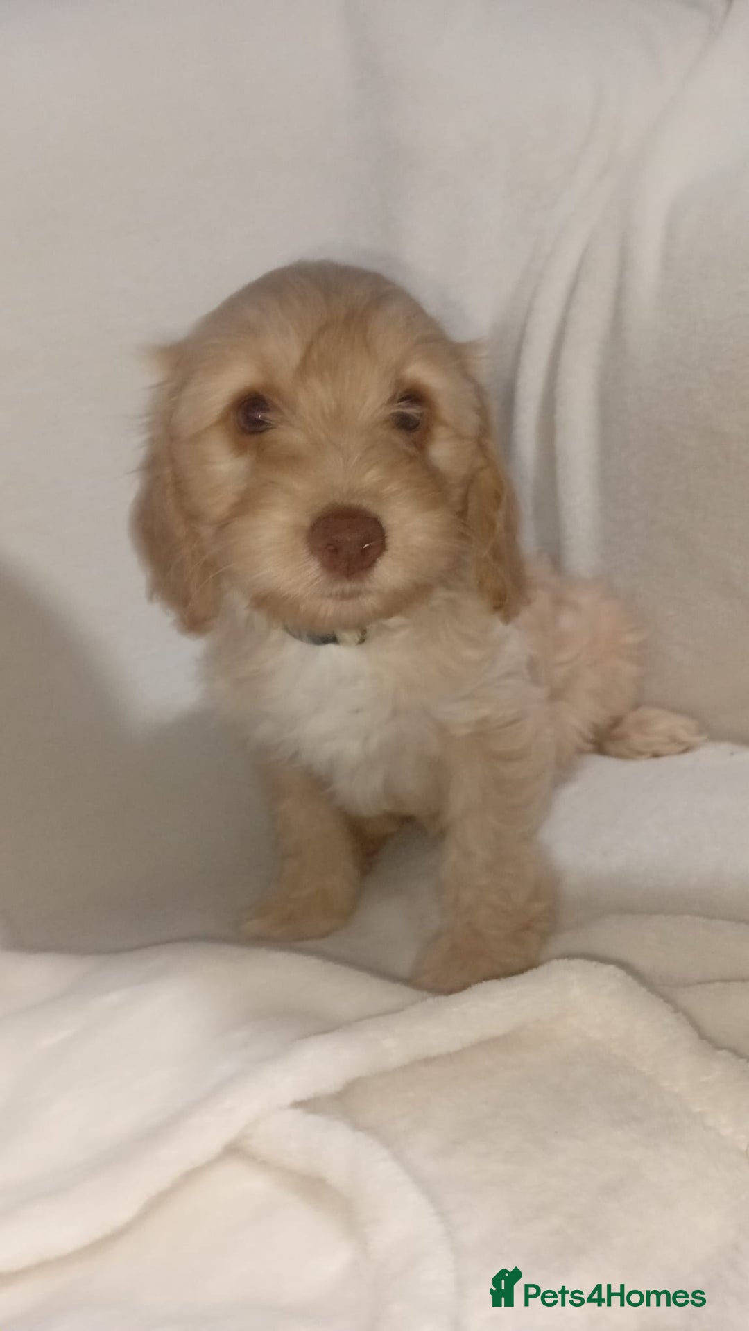 Cockapoo dogs for sale: Ready now stunning cockapoo girls - Advert 26