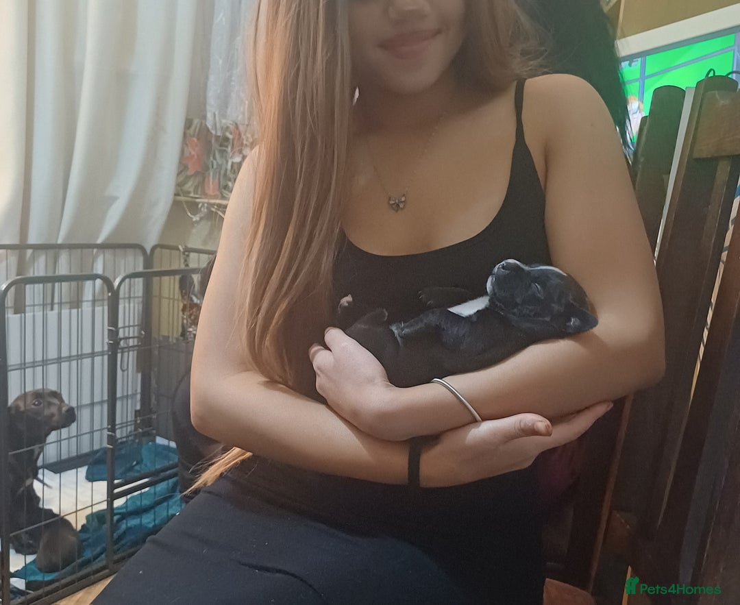 Mixed Breed dogs for sale: Adorable 3/4 Staff Bull Terrier 1/4 Jack Russell. - Advert 2