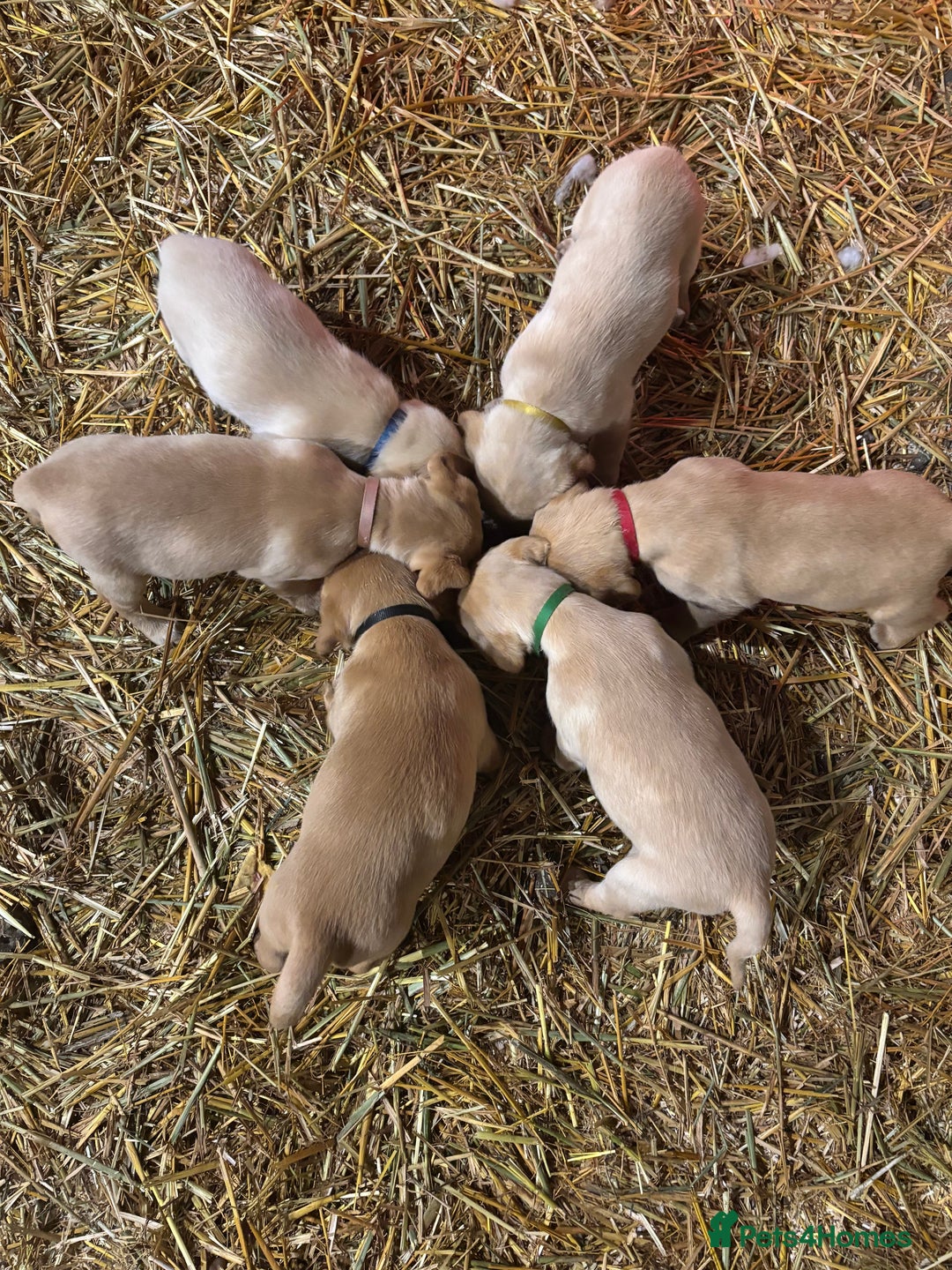 Labrador Retriever dogs for sale: KC Registered Labrador Puppies for Sale - Advert 22