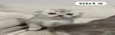 Scottish Fold 5