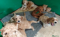 Cockapoo dogs for sale: Gorgous F1B Cockapoo Puppies ready 12th October  - Image 5