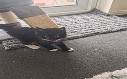 British Longhair cats for sale: British Longhair mix Kittens  - Image 11