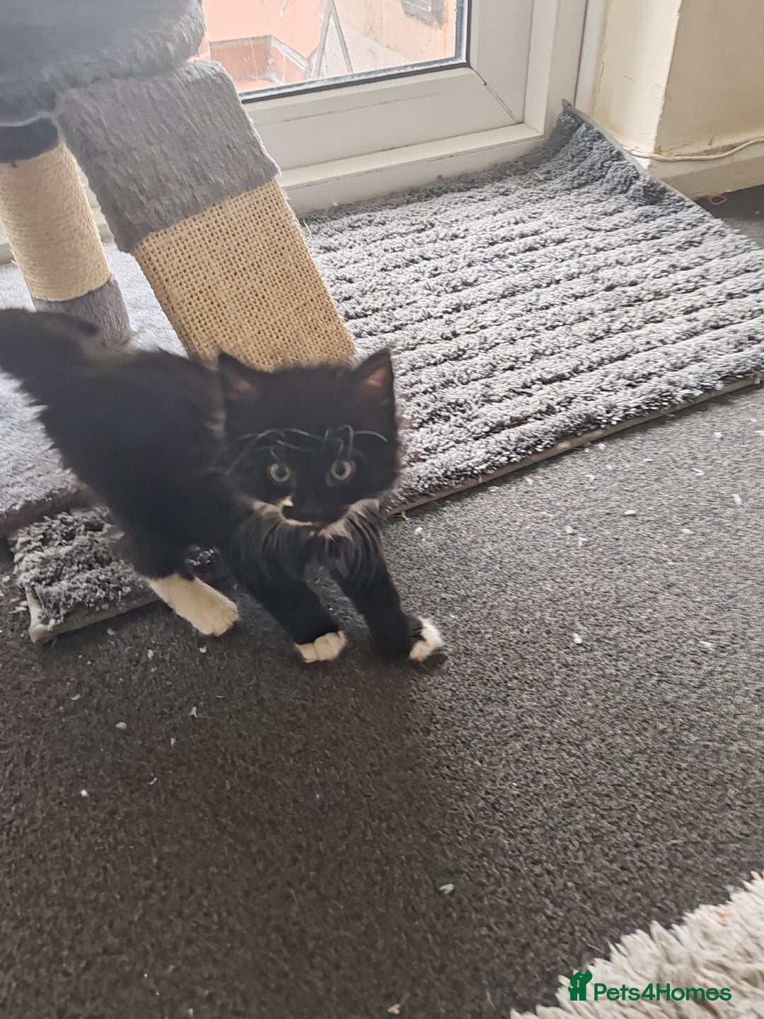 British Longhair cats for sale: British Longhair mix Kittens  - Image 11