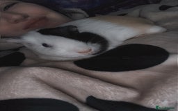 Guinea Pig rodents for sale: Guinea pigs two females  - Advert 7