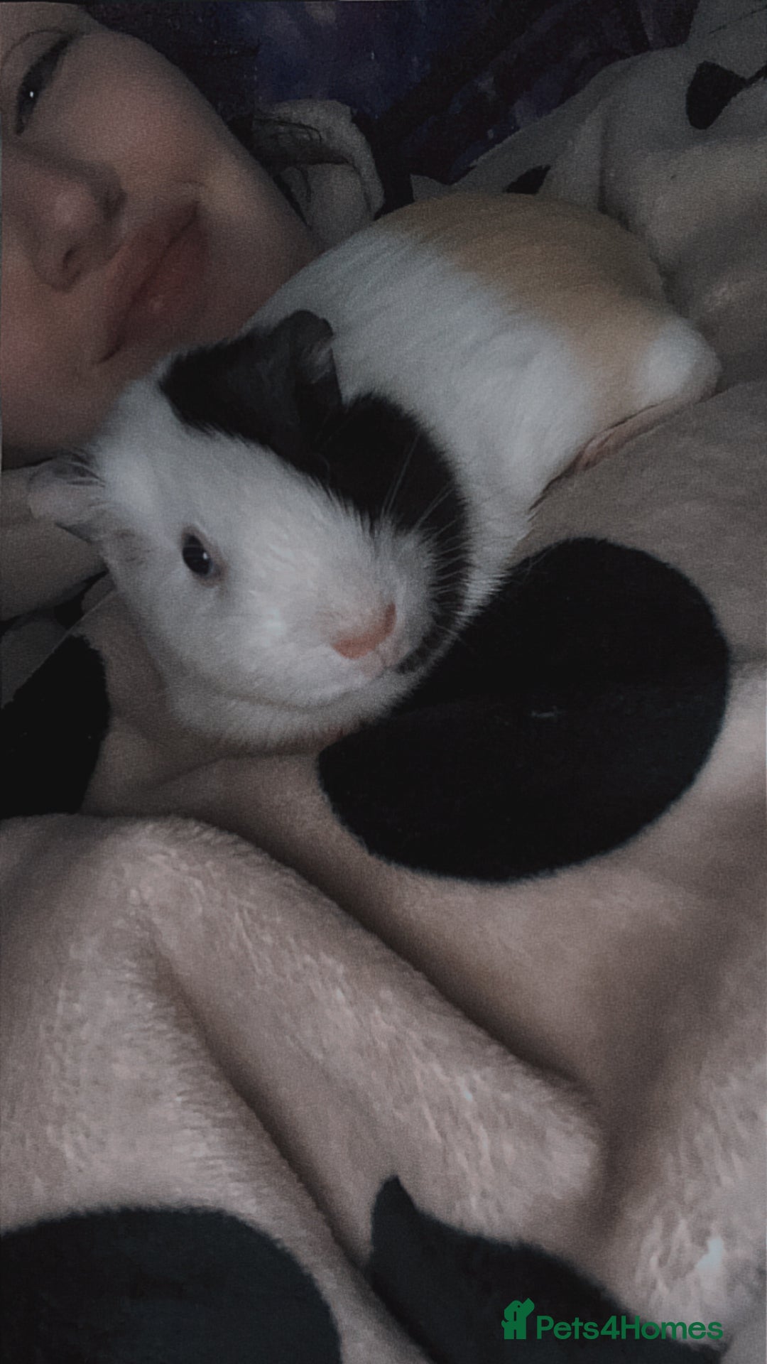 Guinea Pig rodents for sale: Guinea pigs two females  - Advert 7