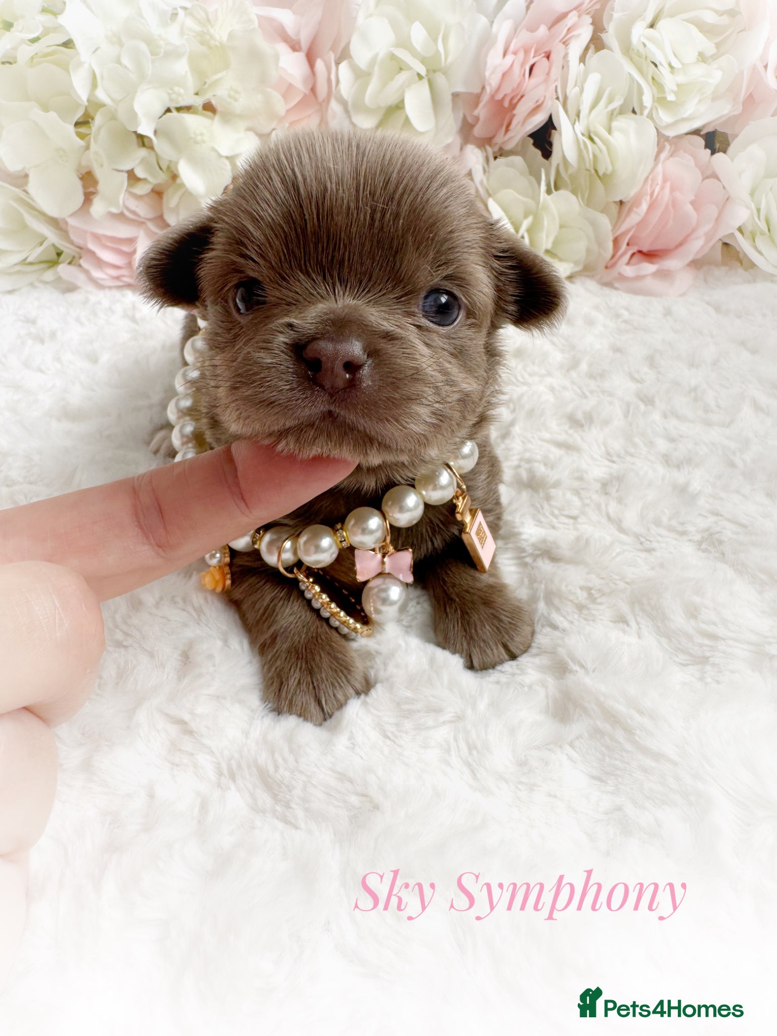 Chihuahua dogs KC chocolate and lilac long coat quality puppies  - Advert 1