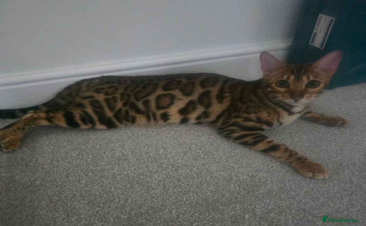 Bengal cats Aurelia👸 👑  3rd Gen - Advert 1