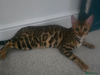 Bengal cats Aurelia👸 👑 3rd Gen - Advert 2