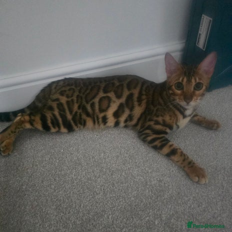 Bengal cats Aurelia👸 👑 3rd Gen - Advert 1