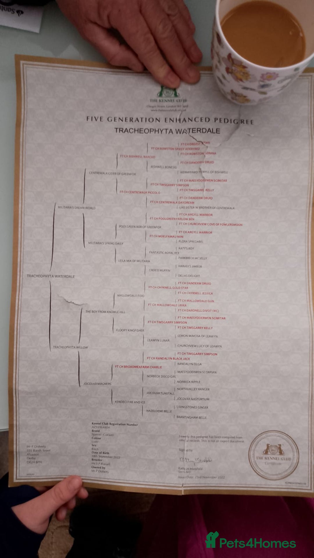 Cocker Spaniel dogs for sale: Last red boy - Ready to leave this week   - Advert 7