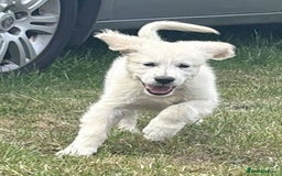 Golden Retriever dogs for sale: KC Registered  boy from 5 Star Breeder  - Image 19