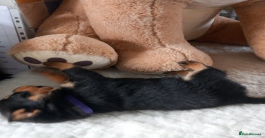 Rottweiler dogs Chunky rottweiler pups  - Advert 11