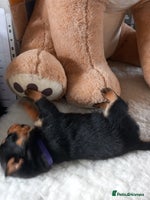 Rottweiler dogs Chunky rottweiler pups - Advert 2