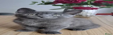 Fully Blue kitten - Shorthair