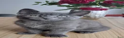 Russian Blue cats for sale: Stunning Russian Blue Cross Available 🐾 - Advert 13