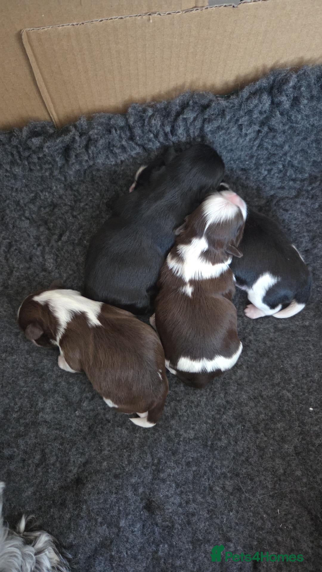 Shih Tzu dogs Shih Tzu puppies - Advert 1