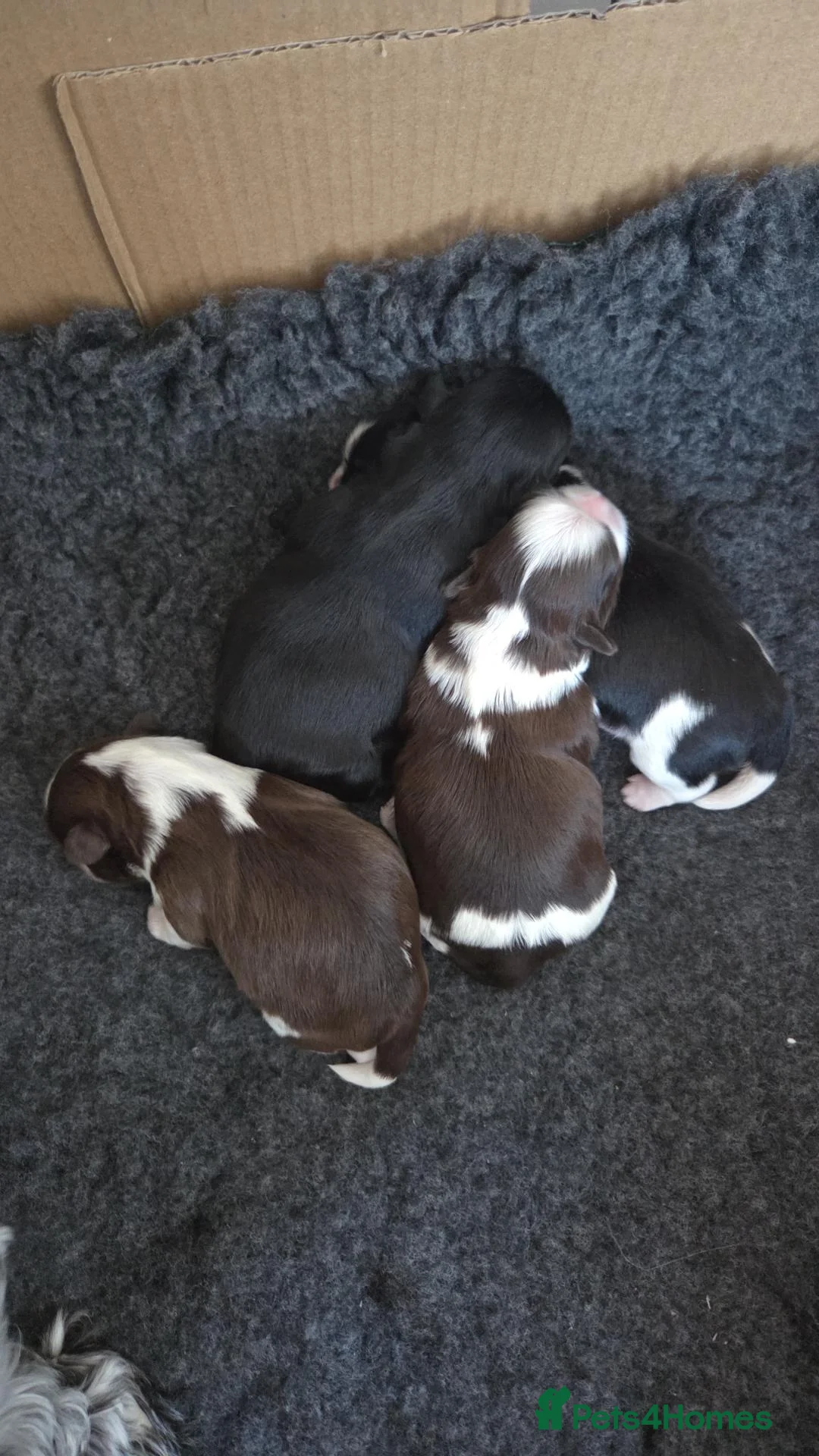 Shih Tzu dogs for sale: Shih Tzu puppies - Advert 1