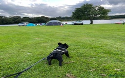 French Bulldog dogs for stud: Amazing black boy for stud - Image 10