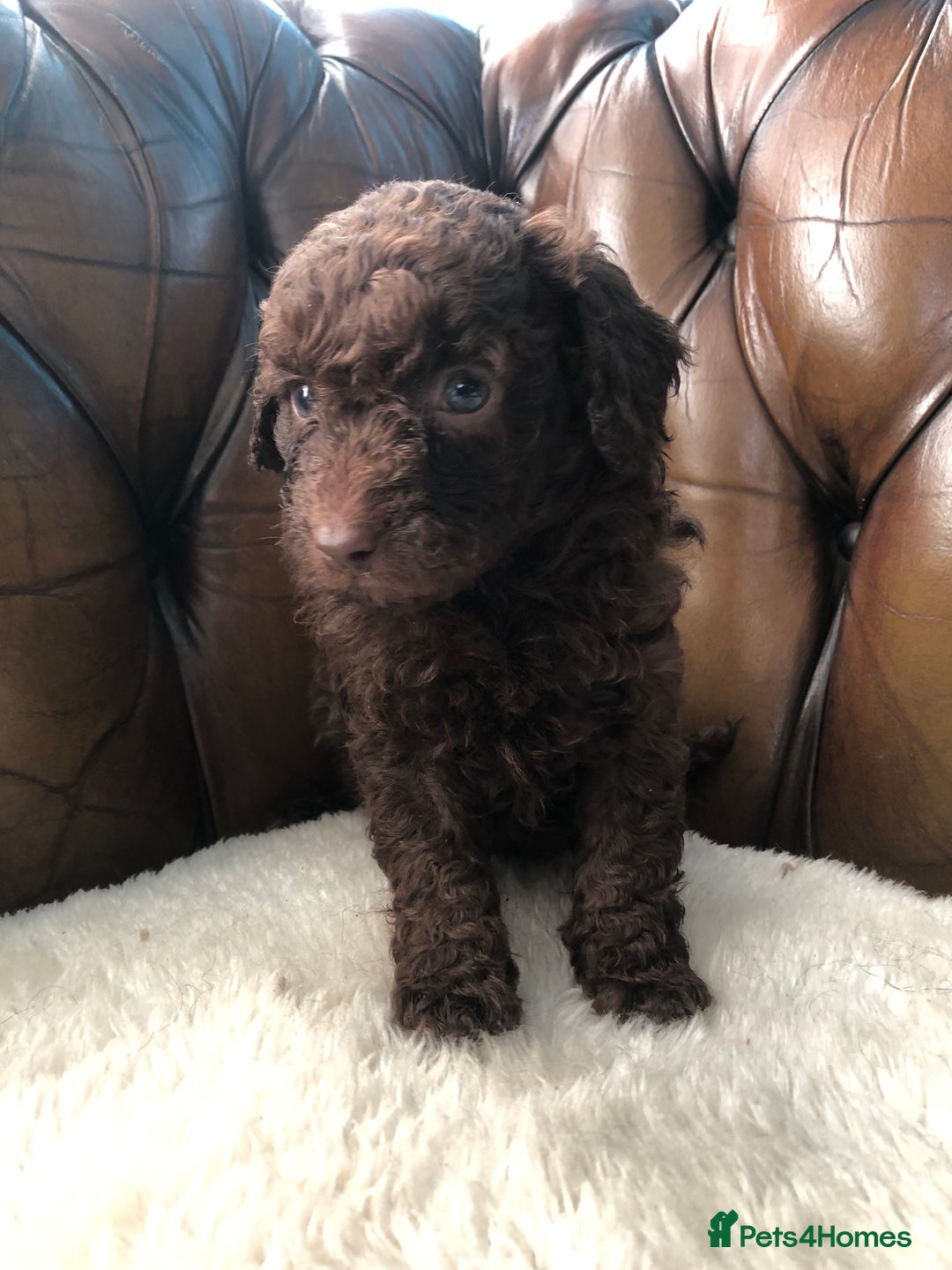 Labradoodle dogs for sale: Miniature Curly-Coated Teddybear Labradoodles  - Advert 30
