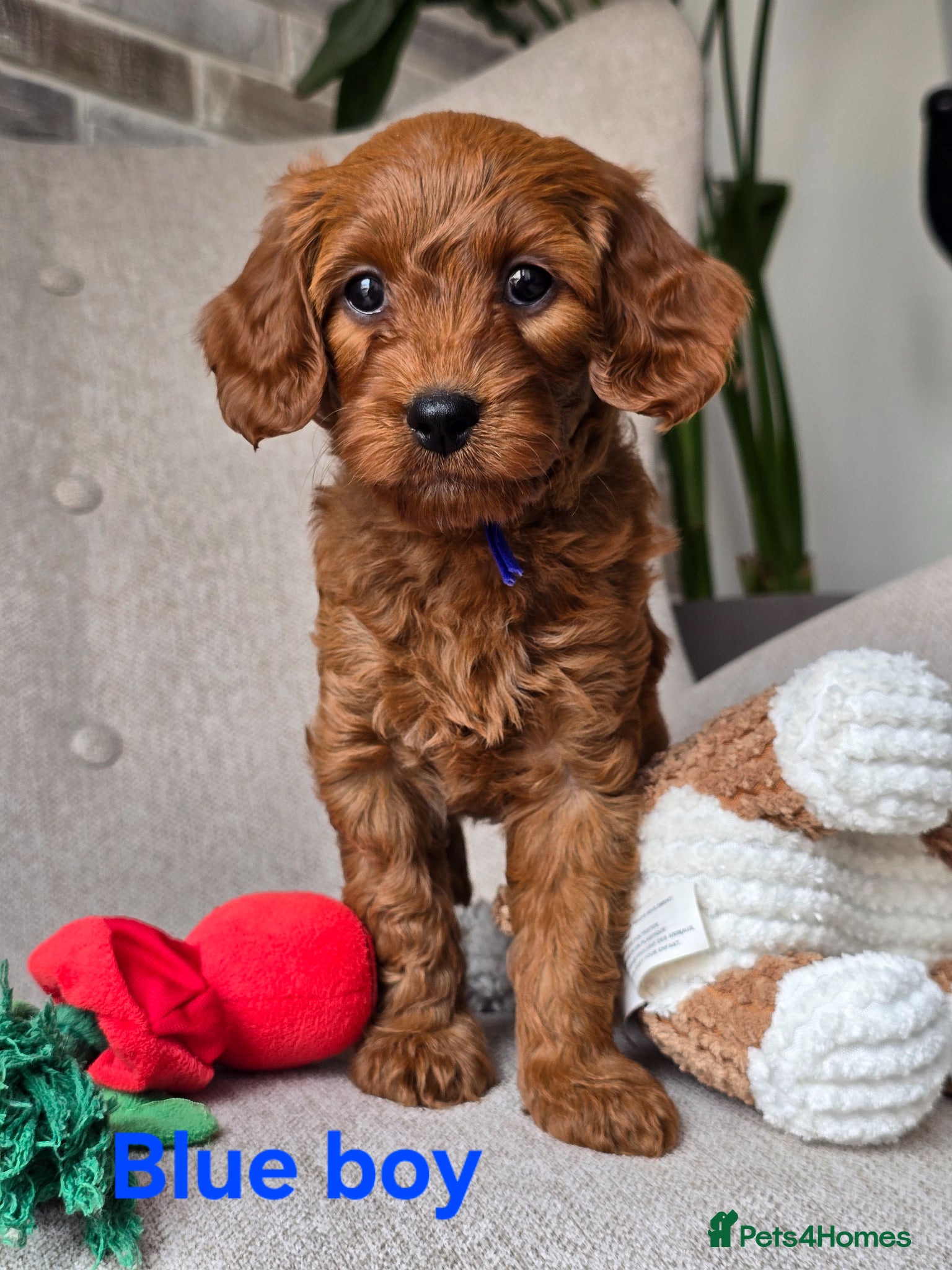 Cavapoo dogs 💥Cavapoo F1b💥 DNA tested  - Advert 2