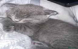 Scottish Fold cats for sale: Female Scottish fold  - Image 3