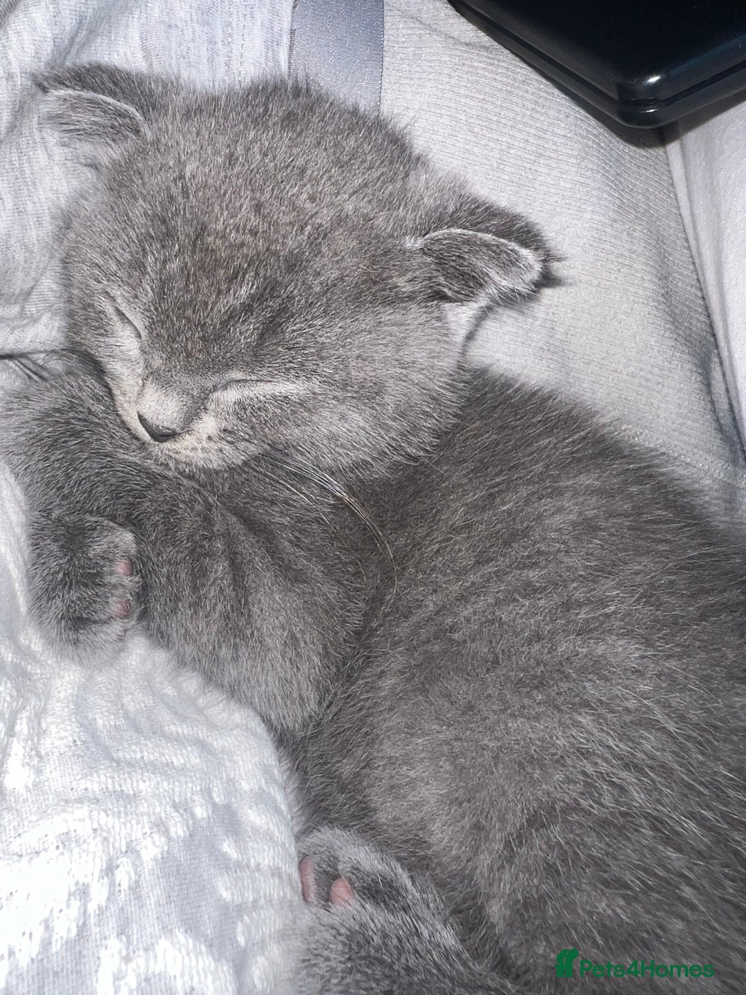 Scottish Fold cats for sale: Female Scottish fold  - Image 3